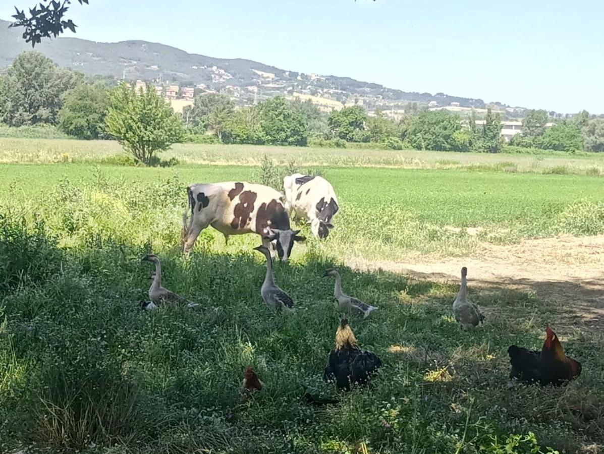 Agriturismo Tenuta Filippi Narni Zewnętrze zdjęcie